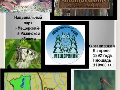 Национальный парк «Мещерский» в Рязанской области Организован 9 апреля 1992 г...