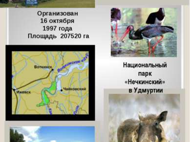 Национальный парк «Нечкинский» в Удмуртии Организован 16 октября 1997 года Пл...