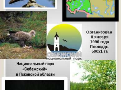 Национальный парк «Себежский» в Псковской области Организован 8 января 1996 г...