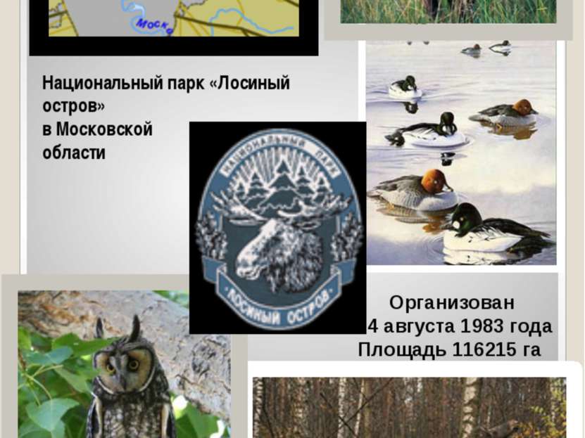 Национальный парк «Лосиный остров» в Московской области Организован 24 август...