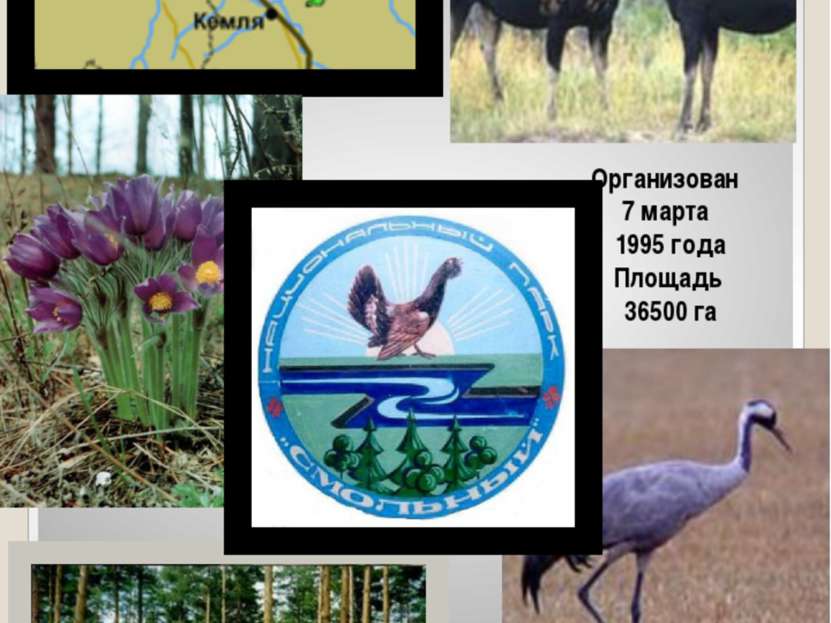 Организован 7 марта 1995 года Площадь 36500 га Национальный парк «Смольный» в...