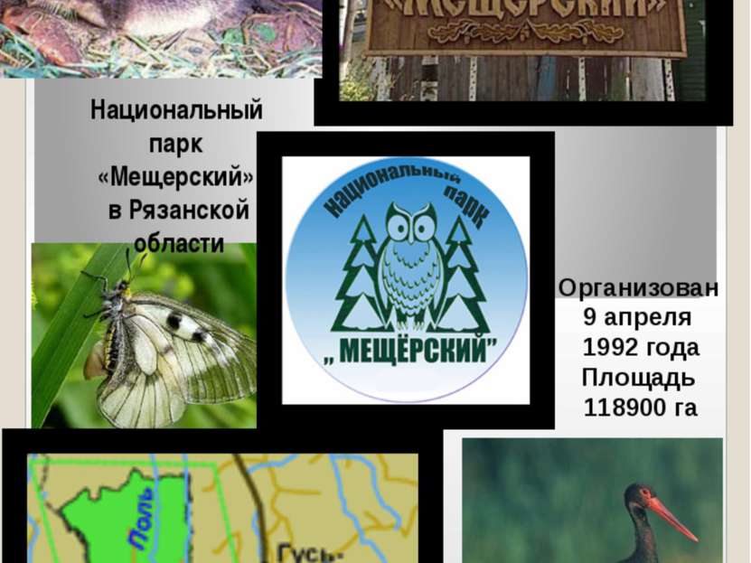 Национальный парк «Мещерский» в Рязанской области Организован 9 апреля 1992 г...