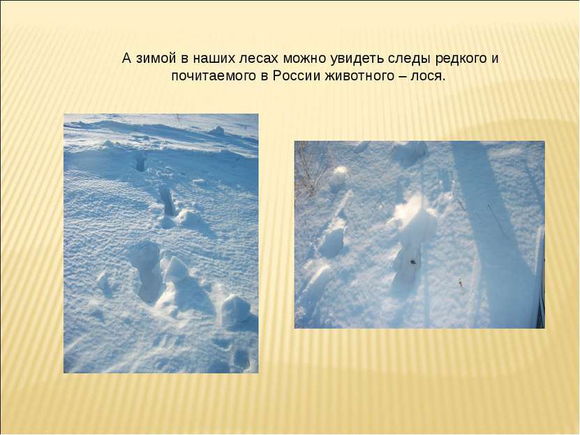 А зимой в наших лесах можно увидеть следы редкого и почитаемого в России живо...
