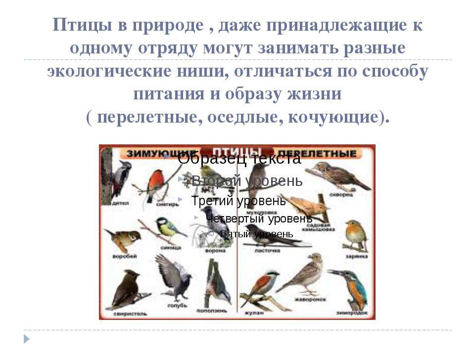 Какие птицы пищат. Питание птиц. Способы питания птиц. Питание птиц таблица. Питание перелетных птиц.