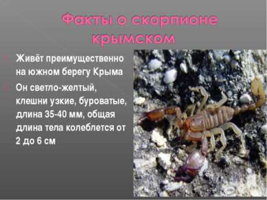 Живёт преимущественно на южном берегу Крыма Он светло-желтый, клешни узкие, б...