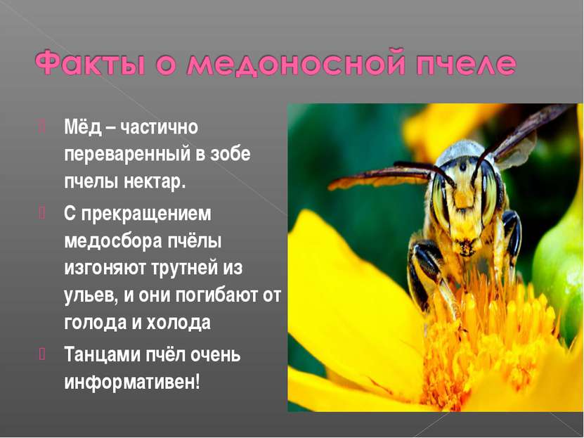 Мёд – частично переваренный в зобе пчелы нектар. С прекращением медосбора пчё...