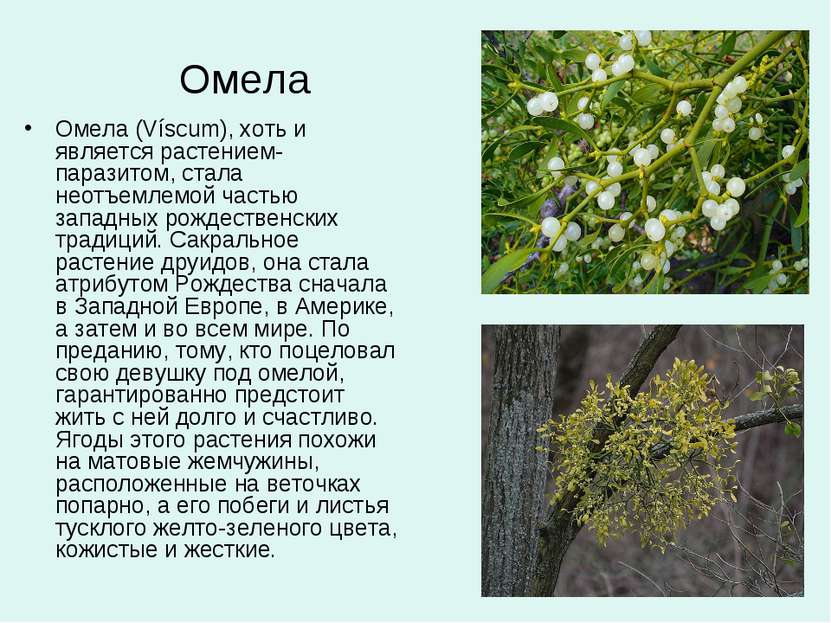 Омела Омела (Víscum), хоть и является растением-паразитом, стала неотъемлемой...