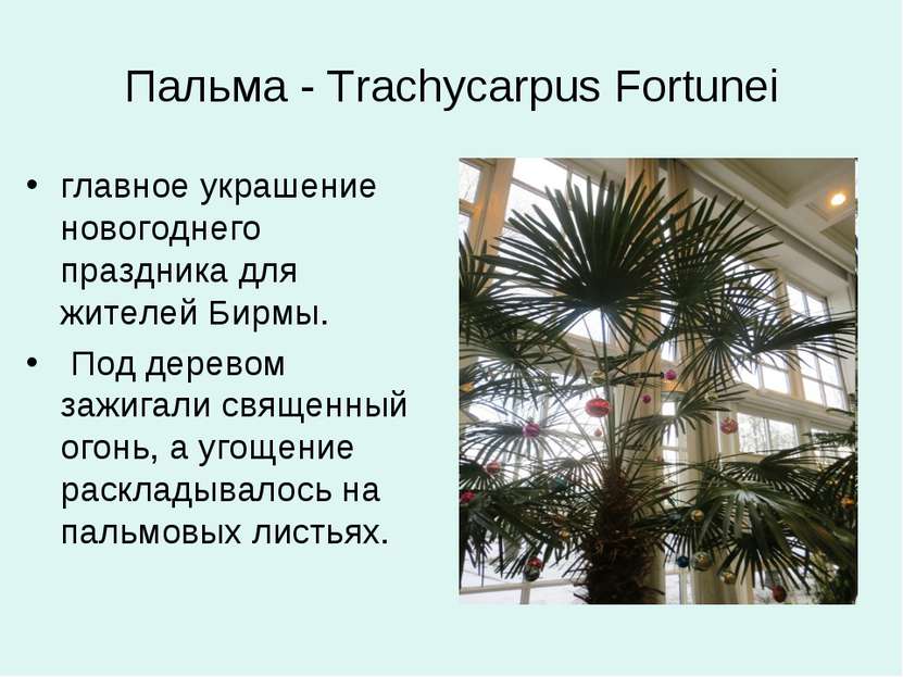 Пальма - Trachycarpus Fortunei главное украшение новогоднего праздника для жи...