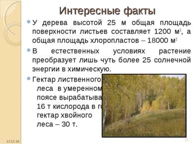 Интересные факты У дерева высотой 25 м общая площадь поверхности листьев сост...