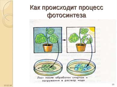 Как происходит процесс фотосинтеза * *