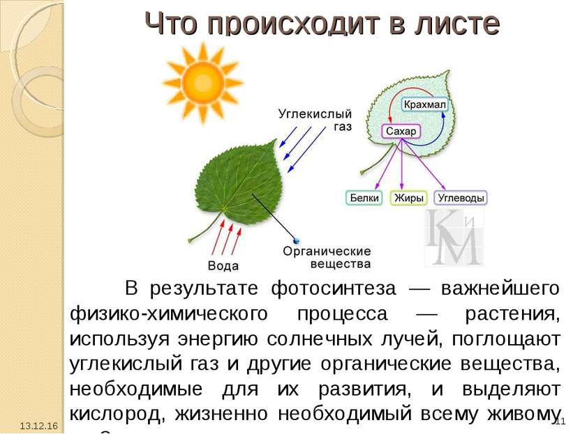 Что происходит в листе В результате фотосинтеза — важнейшего физико-химическо...
