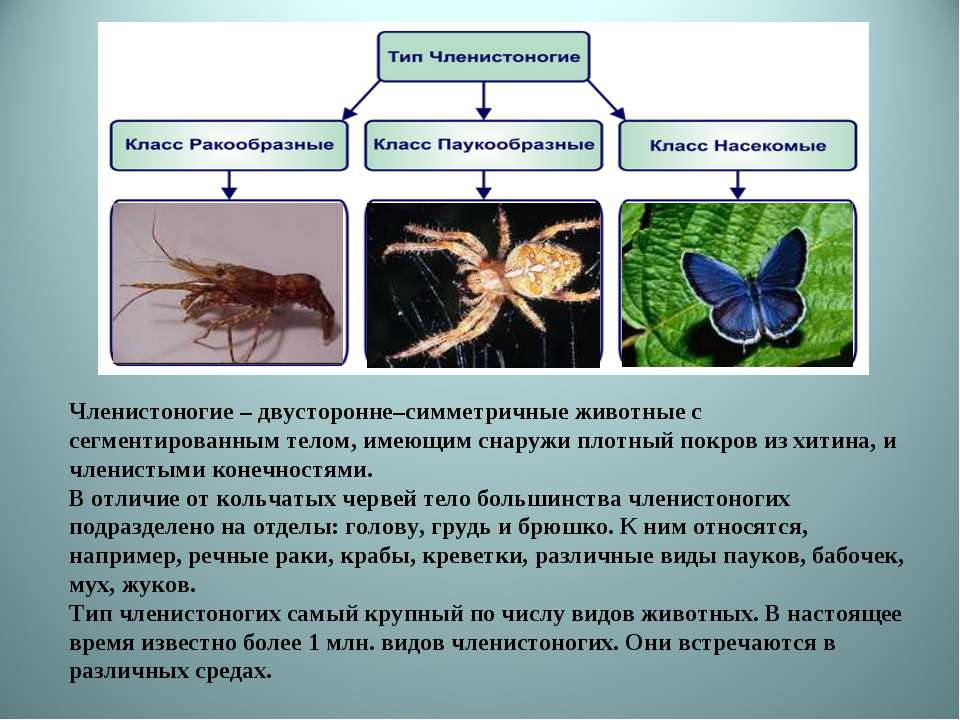 Укажите тип симметрии животного укажите среду обитания. Тип Членистоногие. Насекомые биология. Класс насекомые многообразие. Тип Членистоногие класс насекомые.