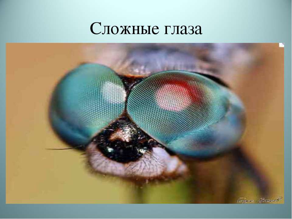 Глаза насекомых имеют. Фасеточные глаза у ракообразных. Строение фасеточного глаза насекомого. Членистоногие фасеточные глаза. Сложные фасеточные глаза.