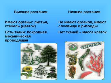 Высшие растения Низшие растения Имеют органы: листья, стебель (цветок) Не име...