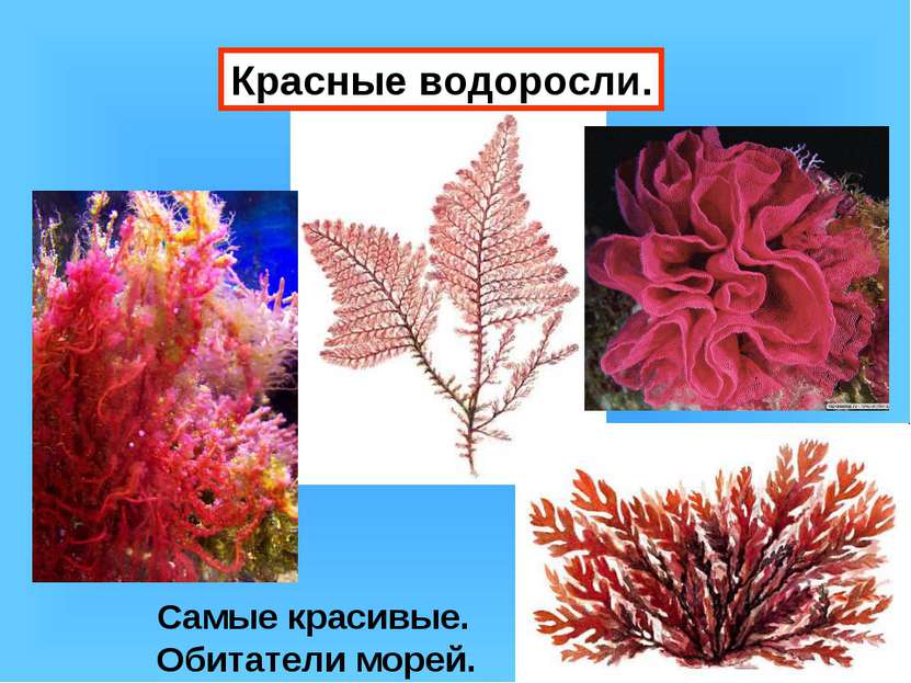 Красные водоросли. Самые красивые. Обитатели морей.