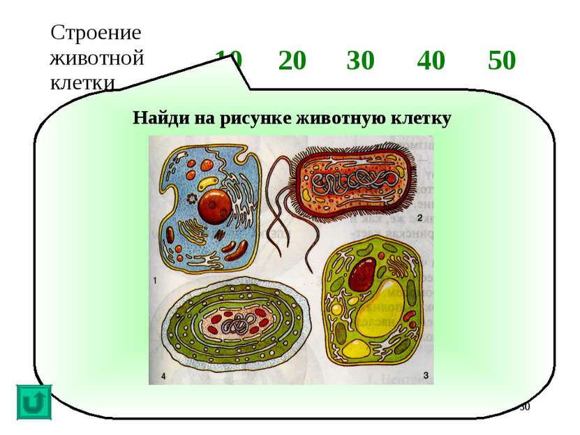 * Найди на рисунке животную клетку Строение животной клетки 10 20 30 40 50