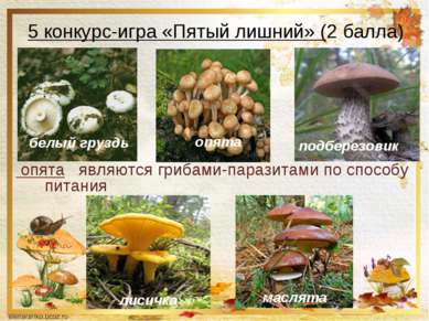 5 конкурс-игра «Пятый лишний» (2 балла) Тарасова В.М. * опята являются грибам...