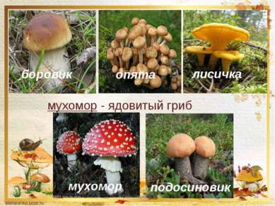 мухомор - ядовитый гриб лисичка опята мухомор подосиновик боровик Тарасова В....