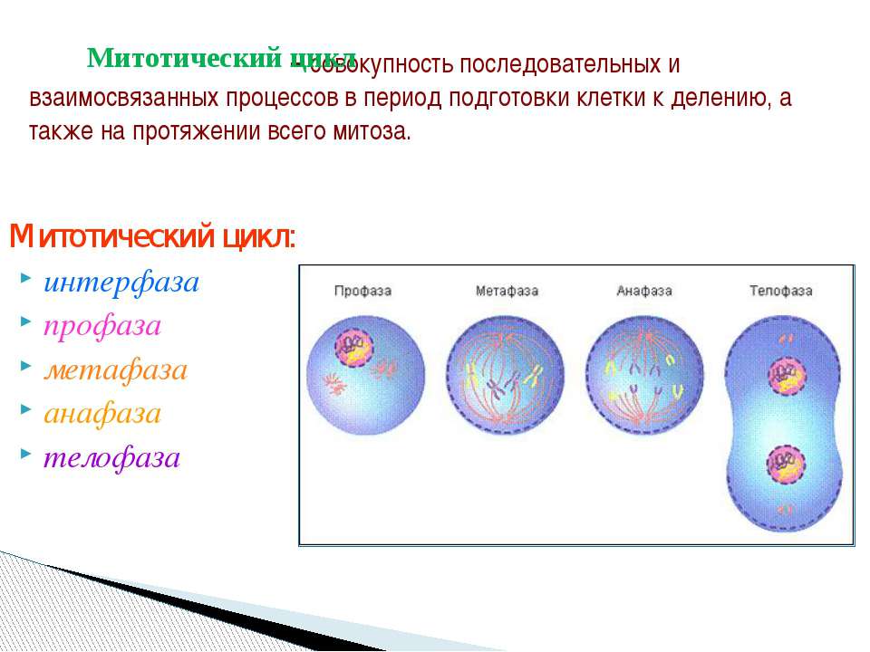 Фаза подготовки клетки к делению. Митотический цикл интерфаза митоз. Процесс подготовки клетки к делению. Деление клетки. Деление клетки интерфаза.