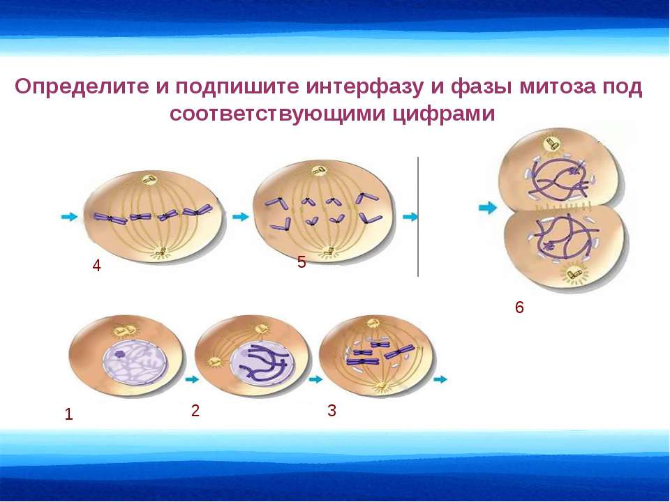 5 фаз деления клетки. Деление эукариотической клетки митоз. Деление клетки митоз биология 10 класс. Фазы митоза 10 класс. Фазы кариокинеза митоза.