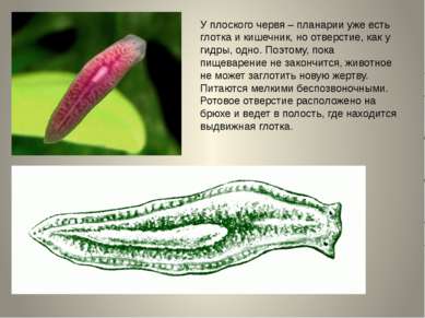 У плоского червя – планарии уже есть глотка и кишечник, но отверстие, как у г...