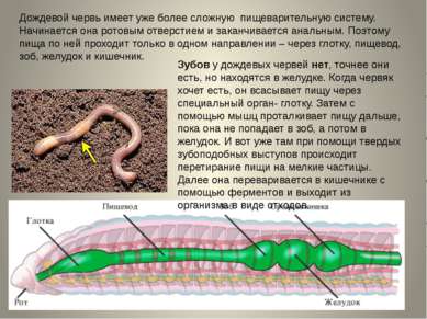 Дождевой червь имеет уже более сложную пищеварительную систему. Начинается он...