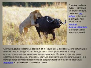 Главная добыча льва — крупные млекопитающие, такие как гну, зебры в Африке, а...