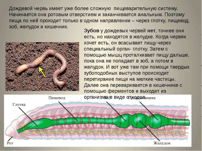 Дождевой червь имеет уже более сложную пищеварительную систему. Начинается он...