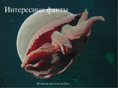 Интересные факты Большая красная медуза