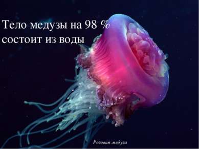 Розовая медуза Тело медузы на 98 % состоит из воды