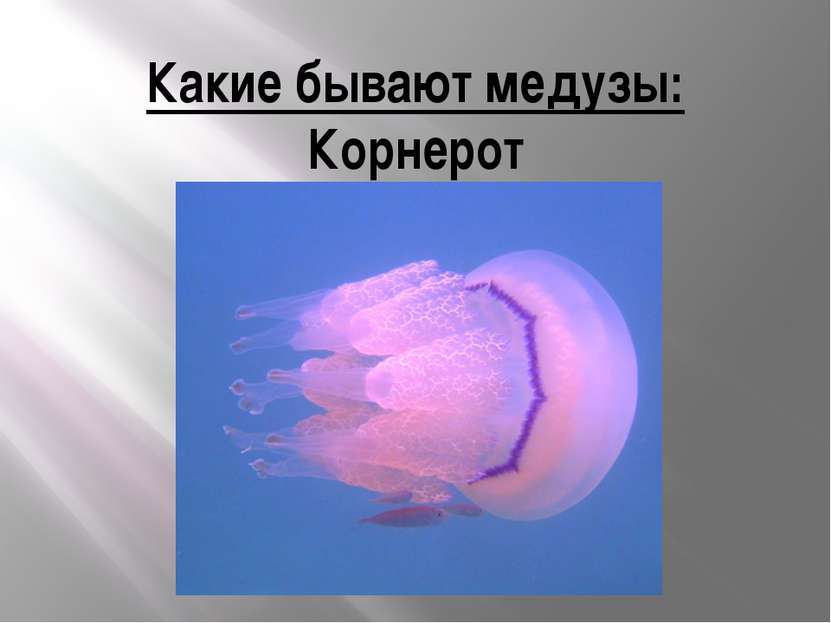 Какие бывают медузы: Корнерот