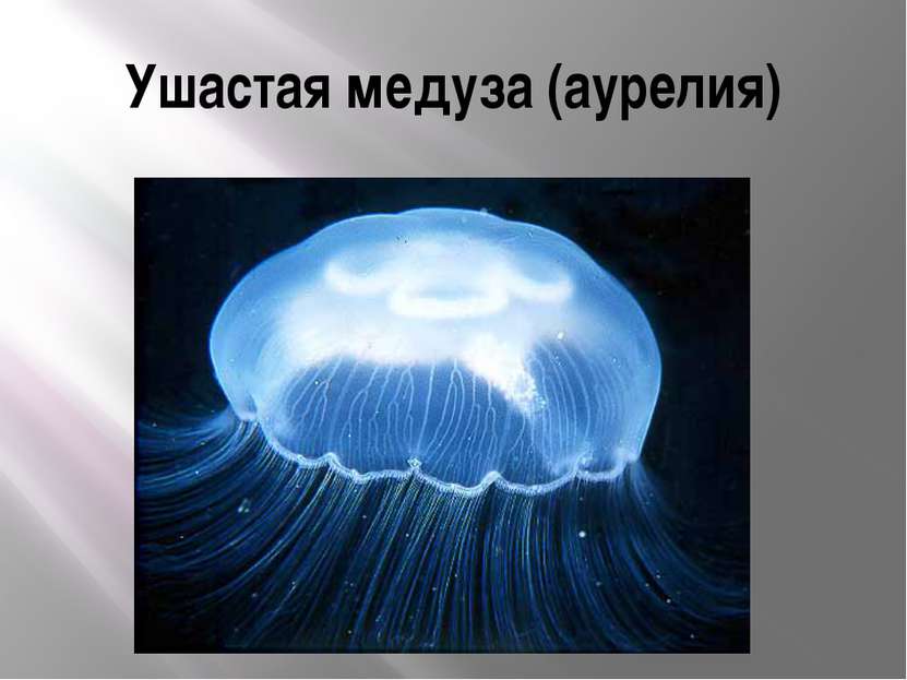 Ушастая медуза (аурелия)