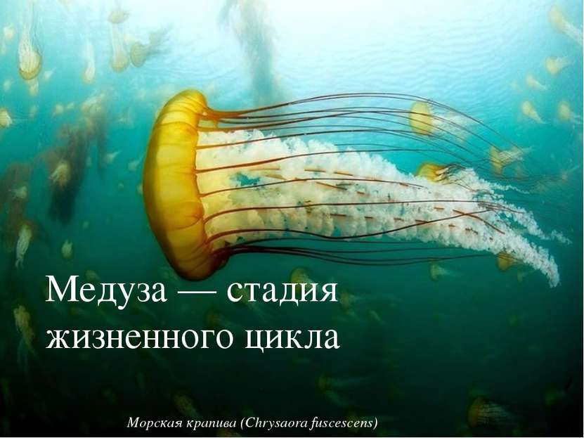 Медуза — стадия жизненного цикла, характерная для стрекающих Морская крапива ...