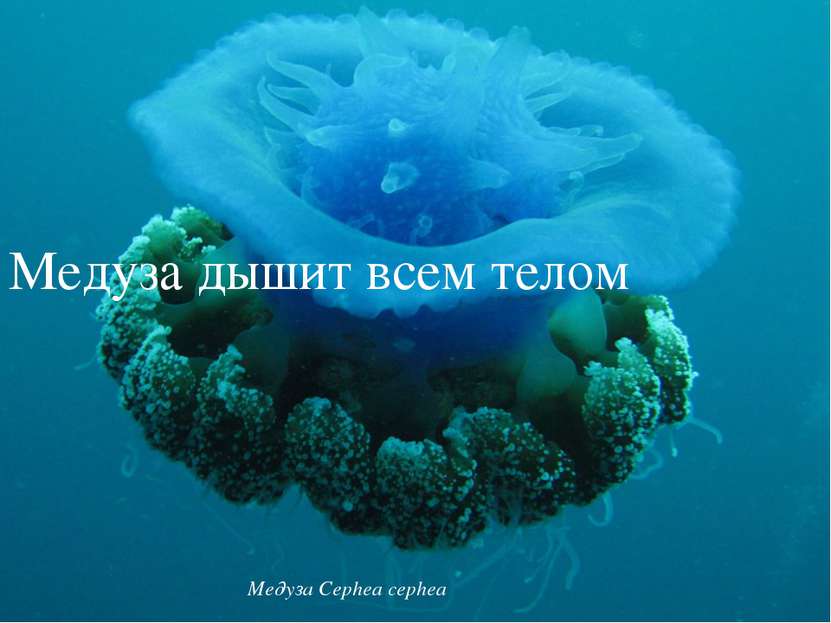 Медуза дышит всем телом Медуза Cephea cephea