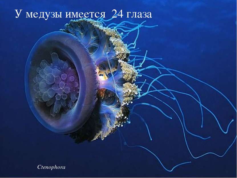 Ctenophora У медузы имеется 24 глаза