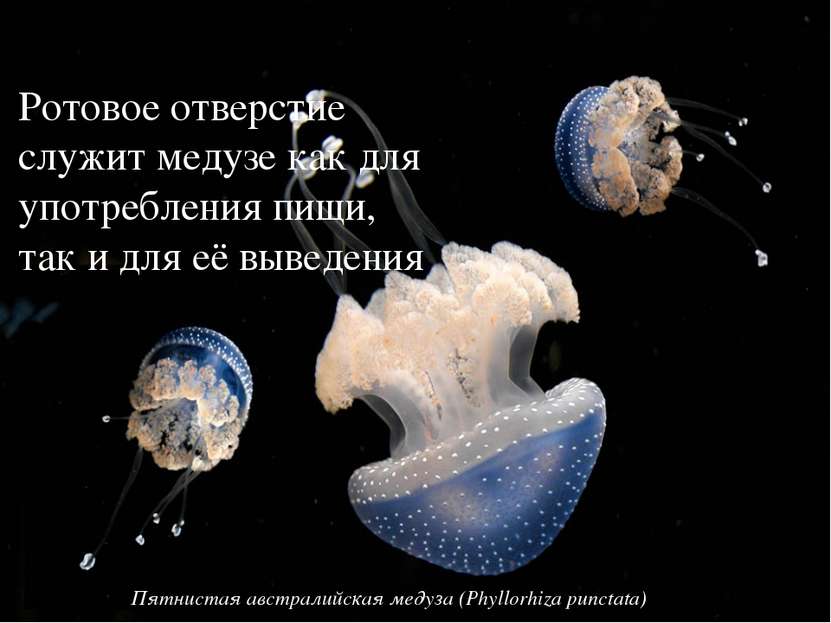 Ротовое отверстие служит медузе как для употребления пищи, так и для её вывед...