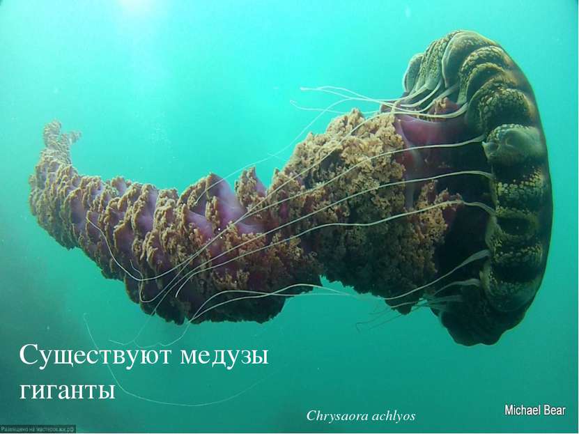 Существуют медузы гиганты Chrysaora achlyos
