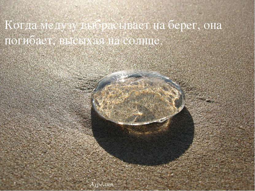 Когда медузу выбрасывает на берег, она погибает, высыхая на солнце. Аурелия