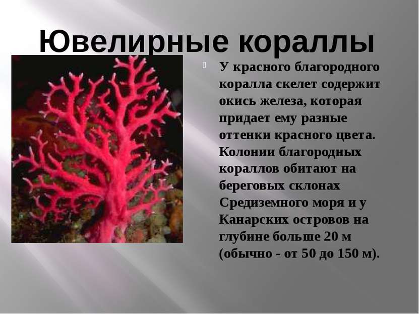 У красного благородного коралла скелет содержит окись железа, которая придает...