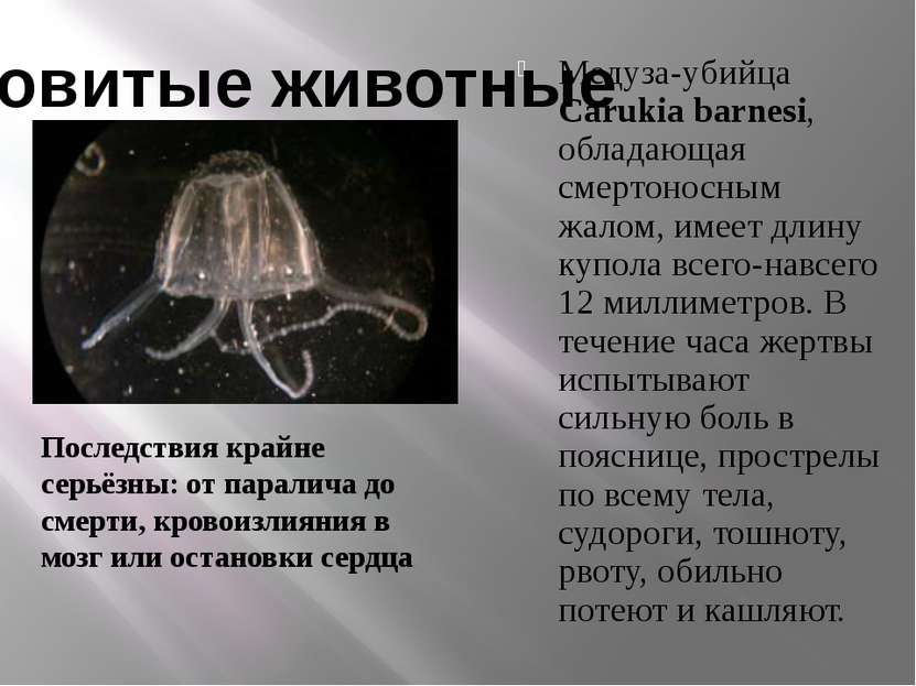 Медуза-убийца Carukia barnesi, обладающая смертоносным жалом, имеет длину куп...