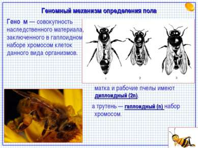 Геномный механизм определения пола матка и рабочие пчелы имеют диплоидный (2n...
