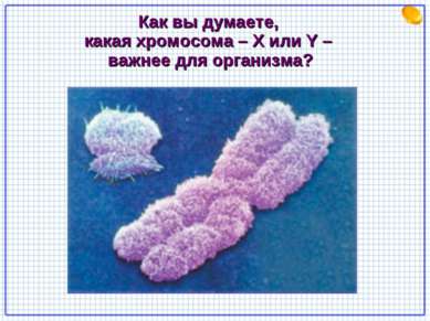 Как вы думаете, какая хромосома – Х или Y – важнее для организма?