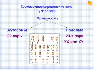 Хромосомное определение пола у человека Хромосомы Аутосомы Половые 22 пары 23...