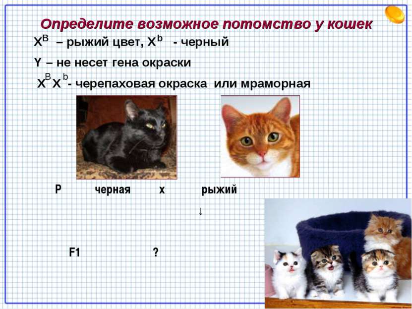 Определите возможное потомство у кошек X – рыжий цвет, Х - черный Y – не несе...