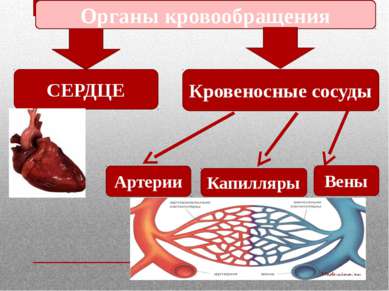 Органы кровообращения СЕРДЦЕ Кровеносные сосуды Артерии Вены Капилляры