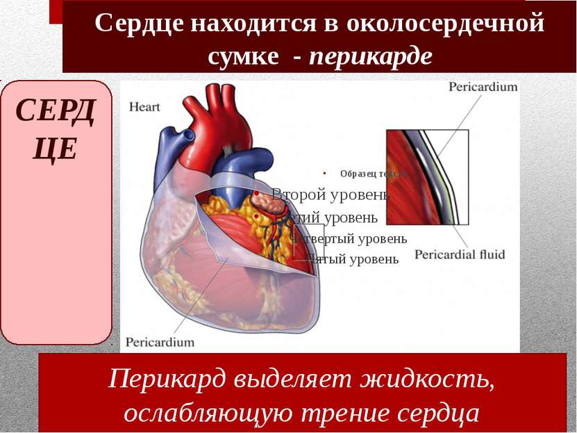Сердце находится в околосердечной сумке - перикарде Перикард выделяет жидкост...
