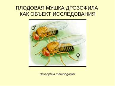 ПЛОДОВАЯ МУШКА ДРОЗОФИЛА КАК ОБЪЕКТ ИССЛЕДОВАНИЯ Drosophila melanogaster