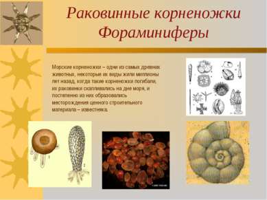 Раковинные корненожки Фораминиферы Морские корненожки – одни из самых древних...