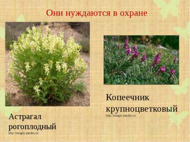Они нуждаются в охране Астрагал рогоплодный http://images.yandex.ru Копеечник...