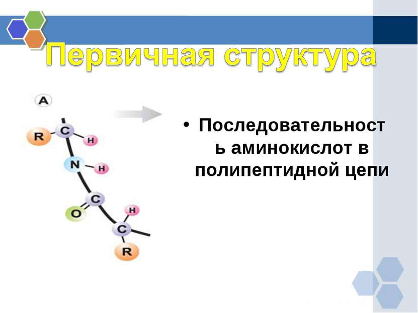 Первичная структура Последовательность аминокислот в полипептидной цепи